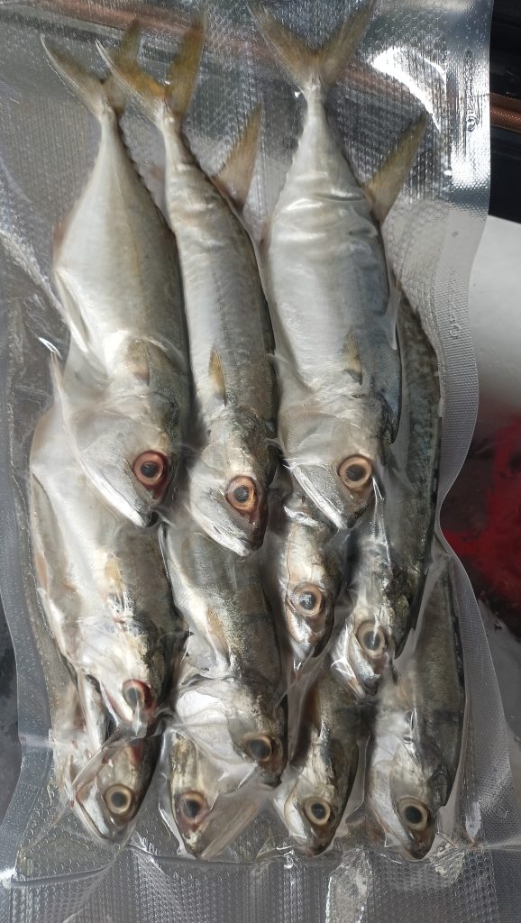 Kembung Frozen untuk Menu Harian yang Ekonomis dan Enak - IKANQ Frozen Seafood