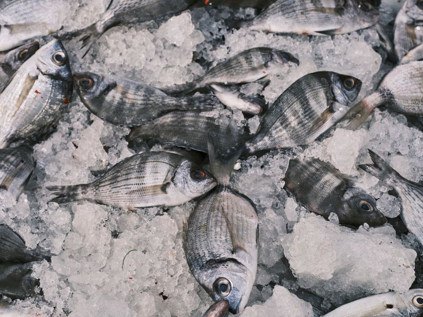 Cara Menyimpan dan Mengolah distributor seafood frozen
