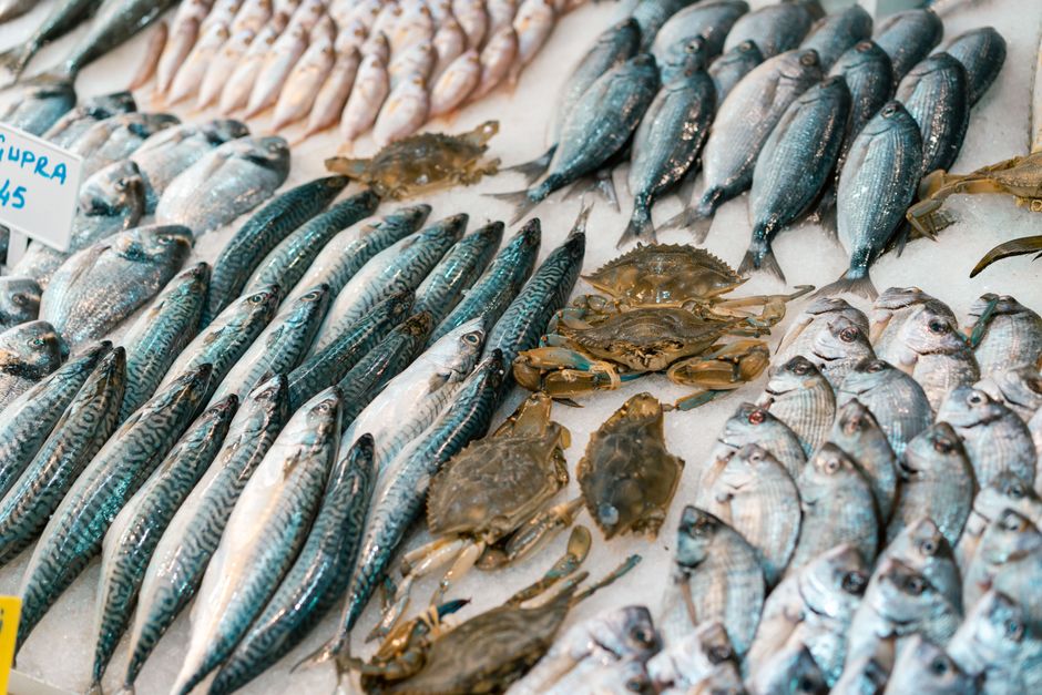 Panduan Memilih supplier ikan beku bogor