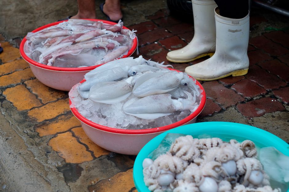 Panduan Memilih supplier ikan beku | IKANQ