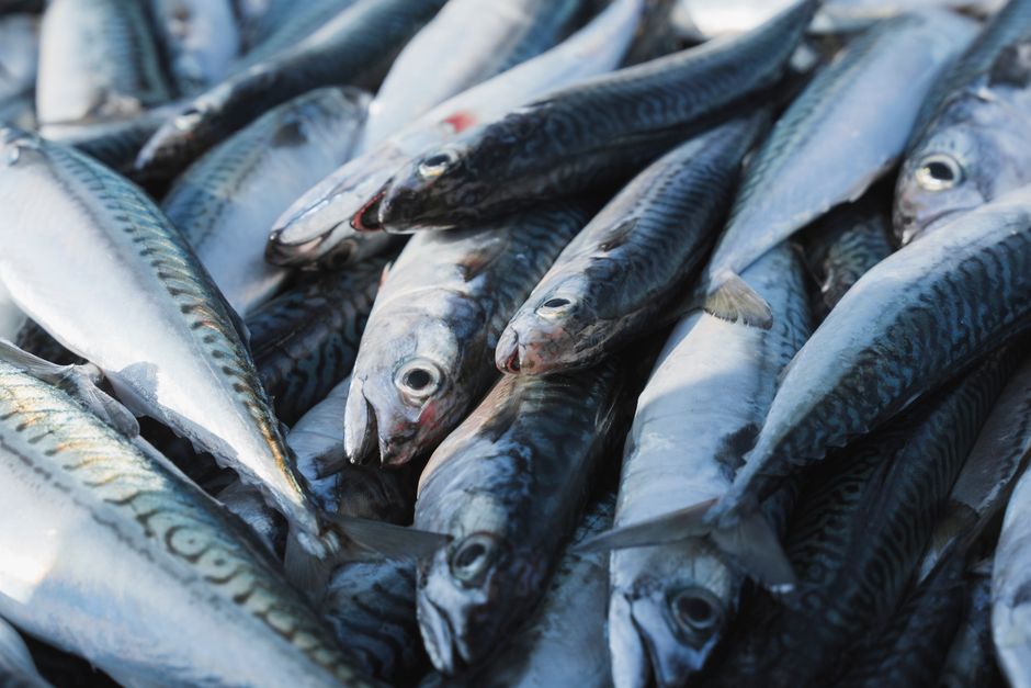 Cara Menyimpan dan Mengolah jual ikan beku | IKANQ