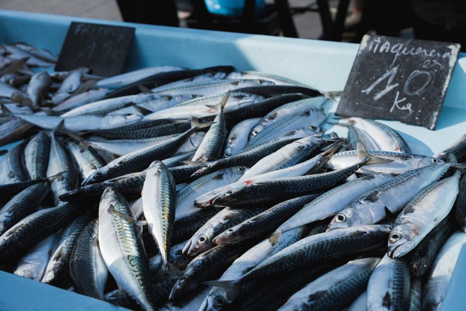 Cara Menyimpan dan Mengolah ikan beku gunung sindur