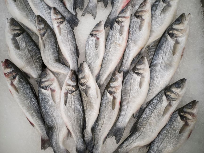 Panduan Memilih seafood beku higienis