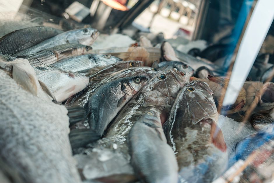 Cara Menyimpan dan Mengolah jual seafood frozen | IKANQ