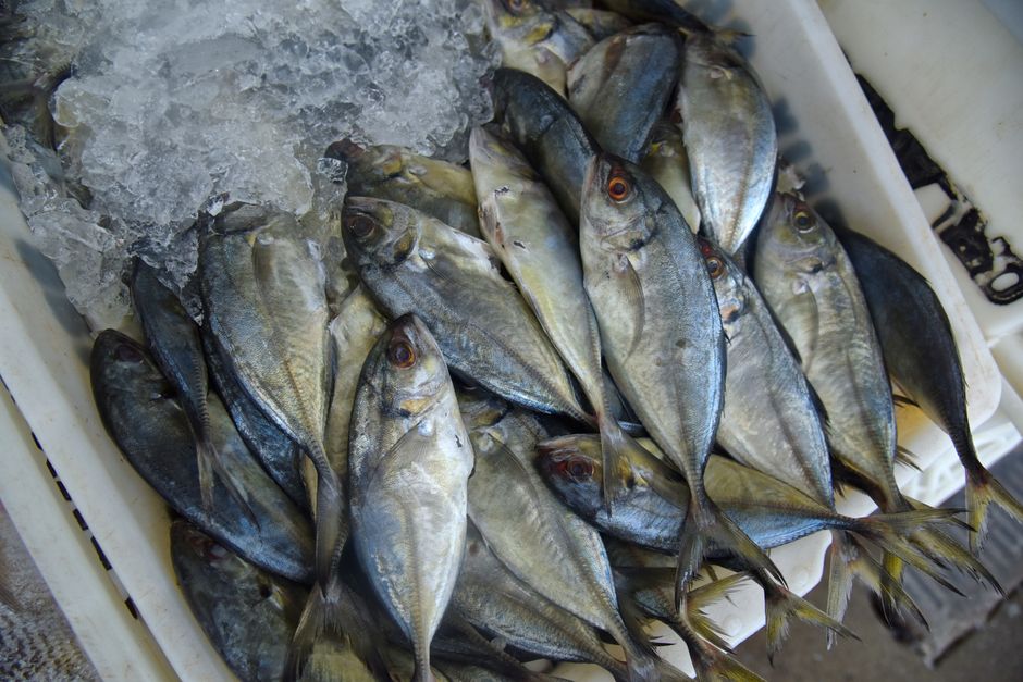 Panduan Memilih supplier seafood frozen | IKANQ