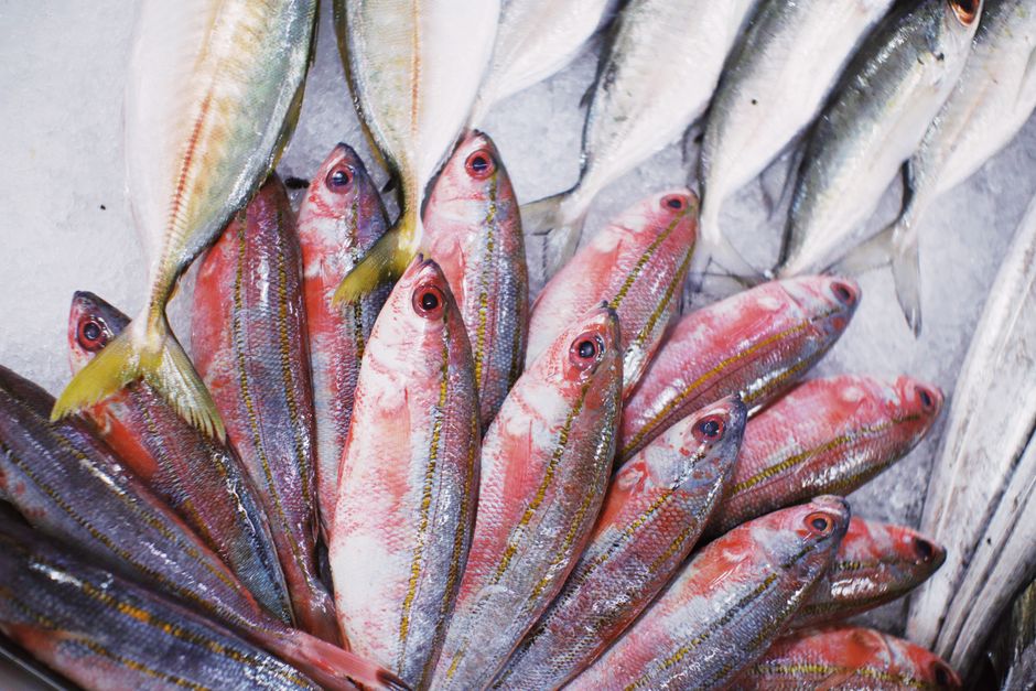 Rekomendasi ikan beku siap masak untuk Stok Dapur