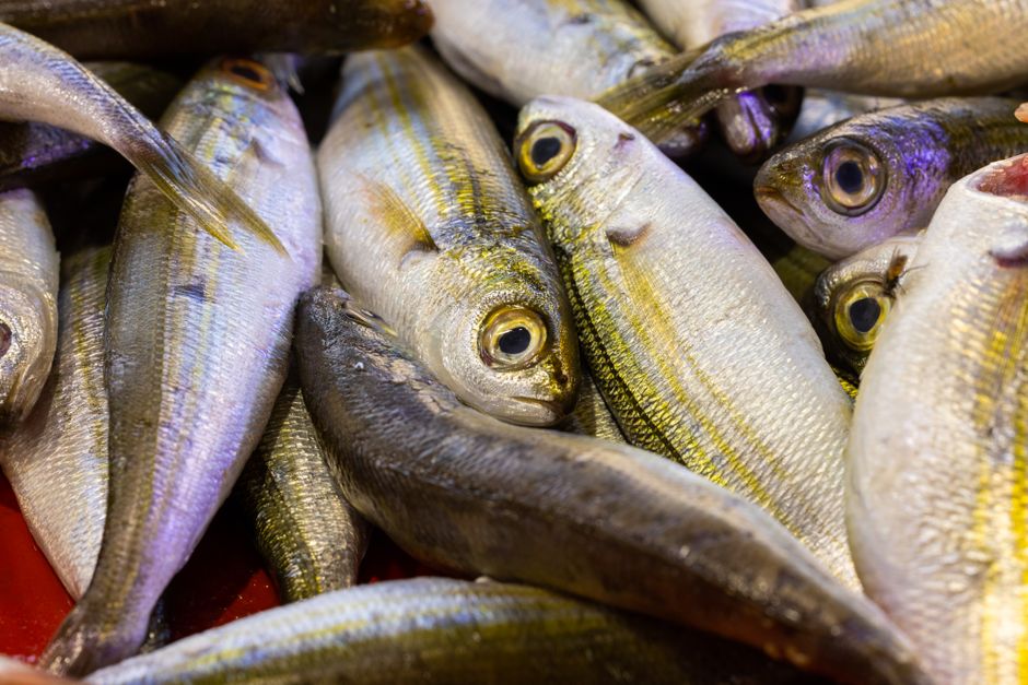 Cara Memilih ikan marinasi frozen yang Mudah Disimpan