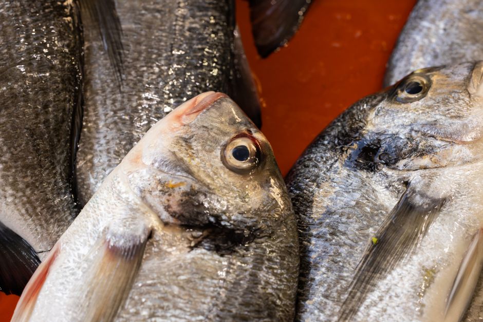 Manfaat jual ikan marinasi frozen untuk Menu Harian