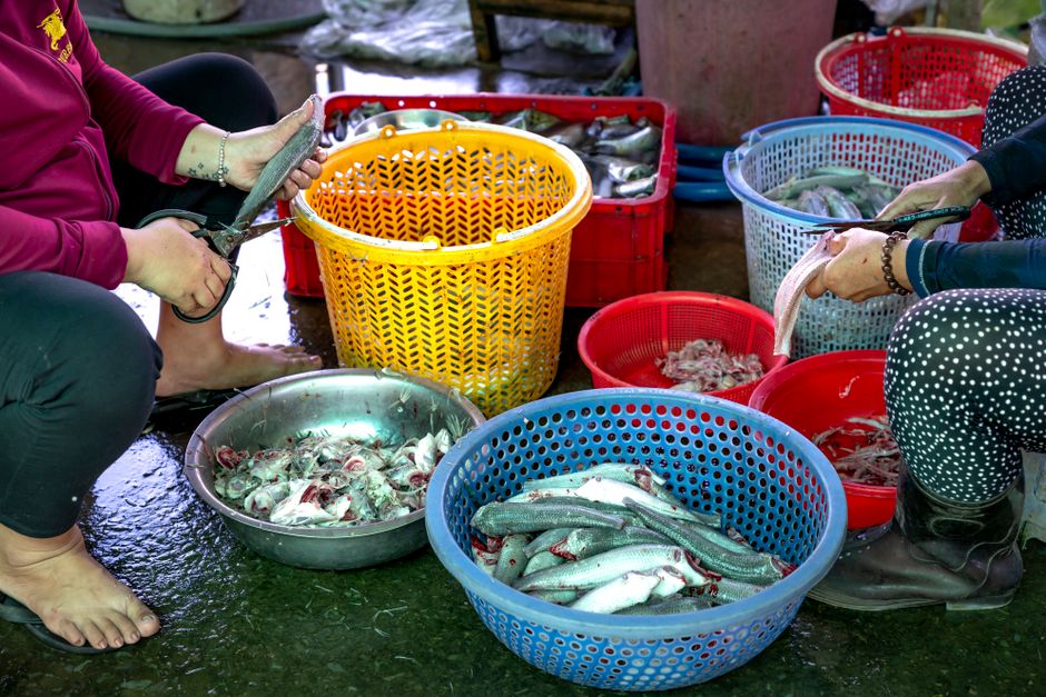 Cara Menyimpan dan Mengolah ikan berbumbu frozen