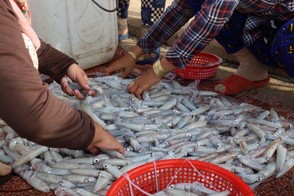Panduan Memilih cumi frozen depok