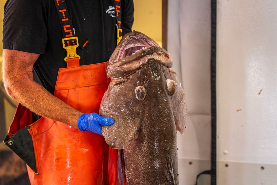 Tips Membeli jual ikan kerapu beku yang Praktis