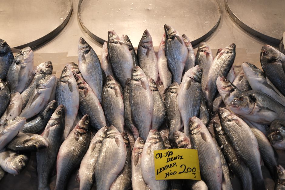 Panduan Memilih ikan kerapu frozen