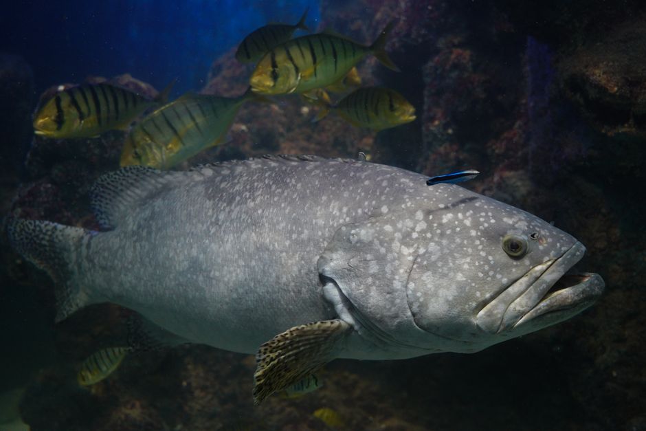Cara Menyimpan dan Mengolah ikan kerapu beku