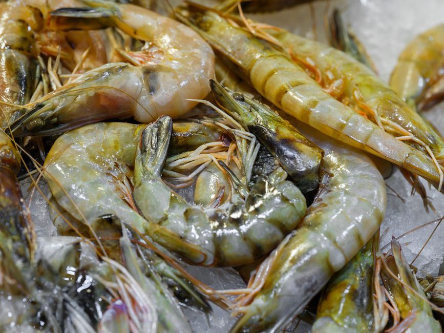 Panduan Memilih jual udang vaname frozen
